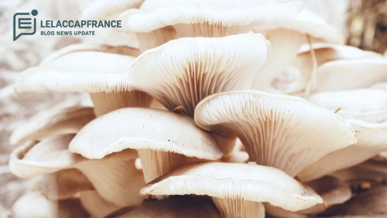 Budidaya Jamur Tiram