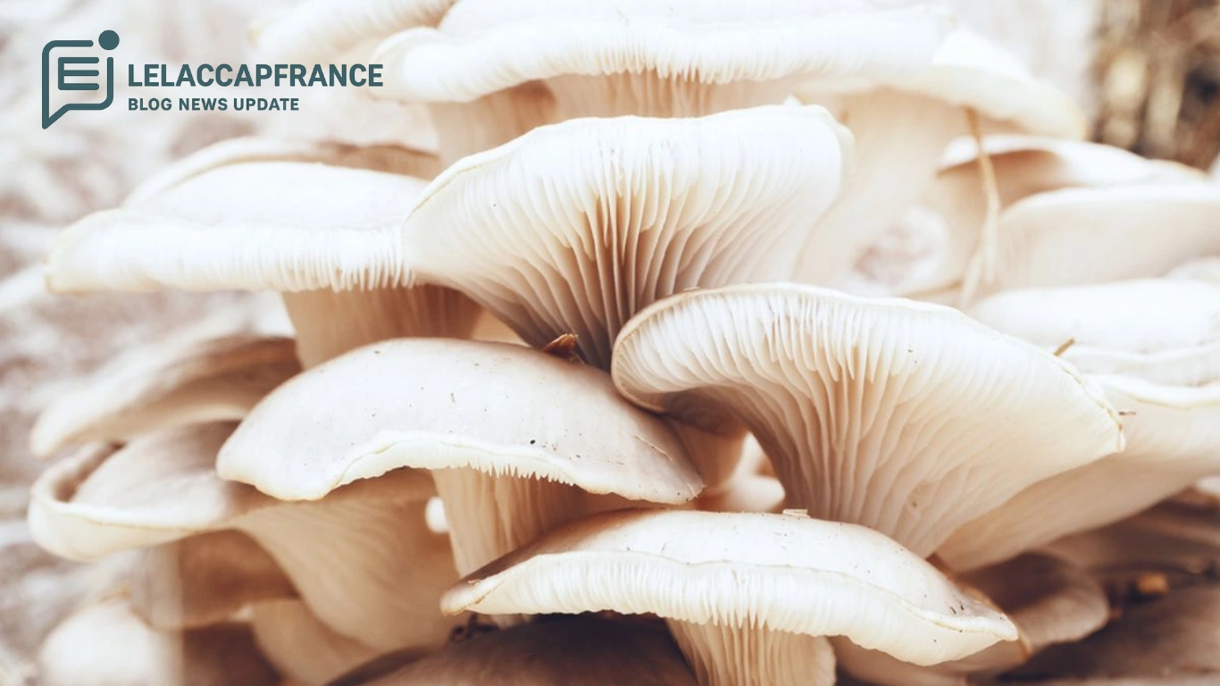 Budidaya Jamur Tiram